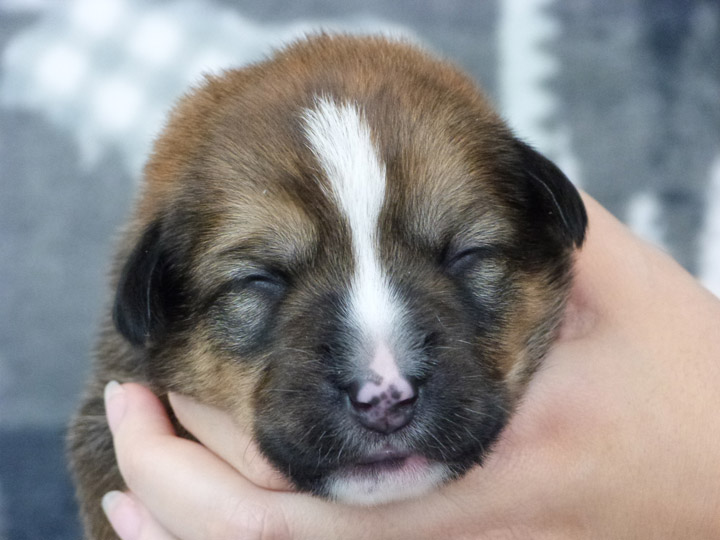 chinook puppy